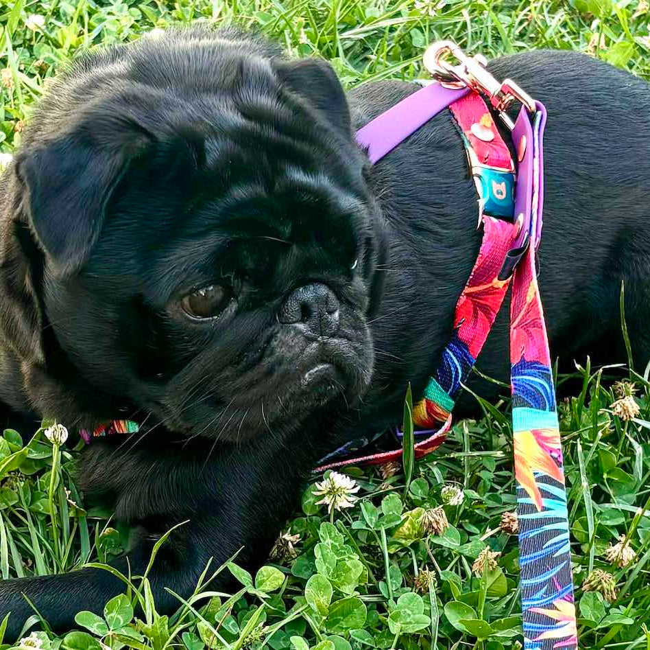 Garden H-Harness and Leash Set for Dogs