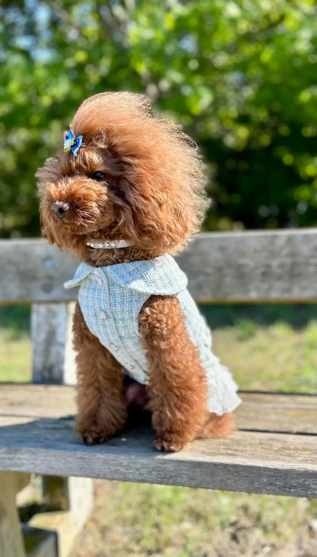 Elegant Renoir Chanel Style Dress for Dogs