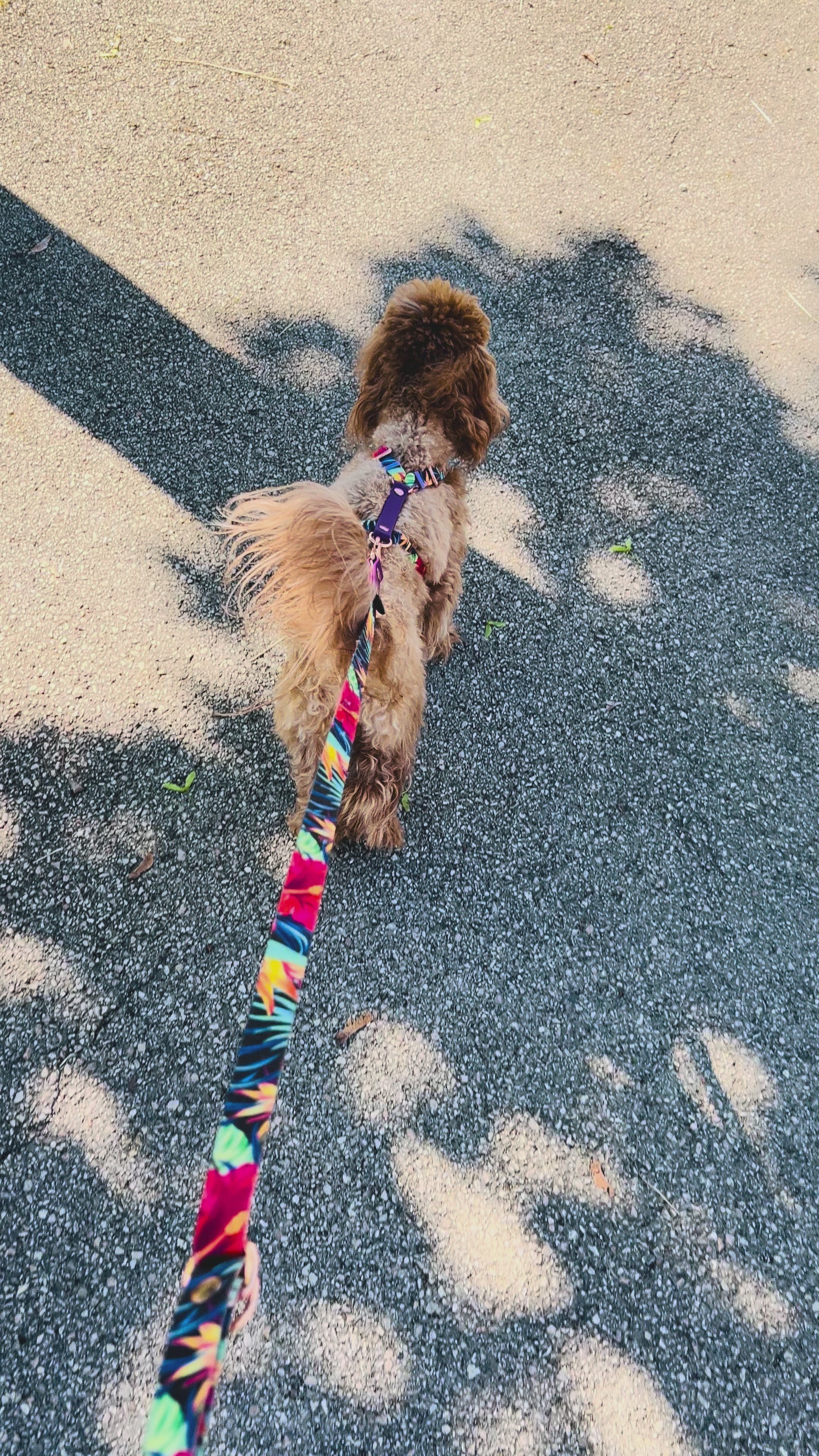 Garden H-Harness and Leash Set for Dogs
