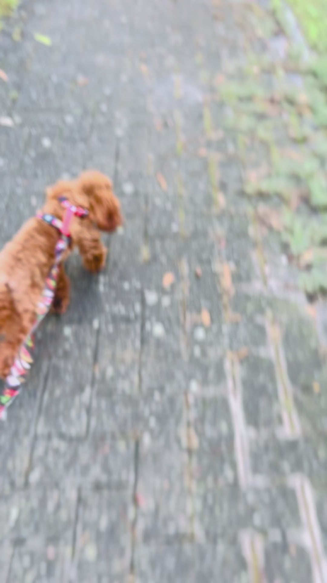 Rascal H-Harness and Leash Set for Dogs