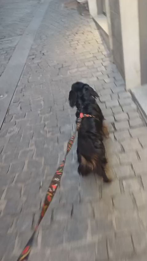 Rascal H-Harness and Leash Set for Dogs